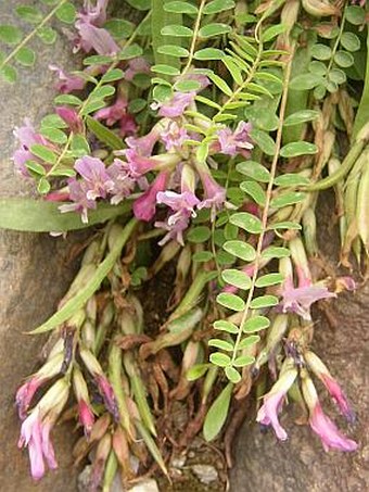 Astragalus monspessulanus