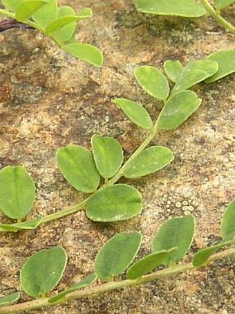 Astragalus monspessulanus