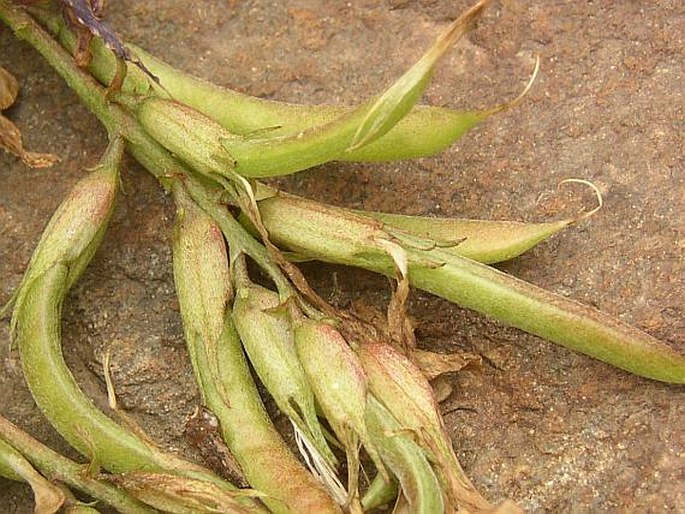 Astragalus monspessulanus