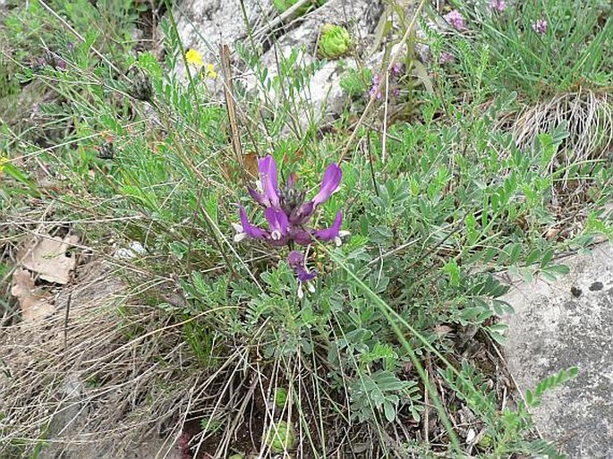 Astragalus vesicarius