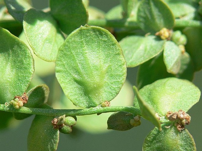 Atriplex hortensis