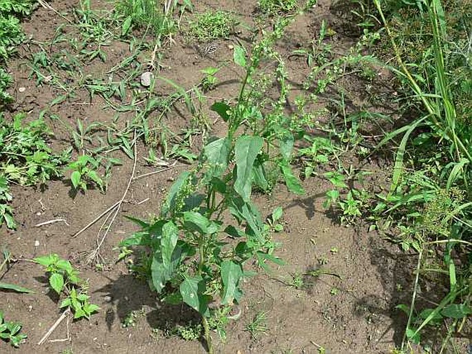 Atriplex hortensis