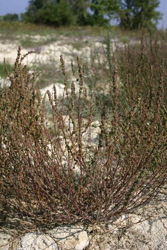 Atriplex littoralis