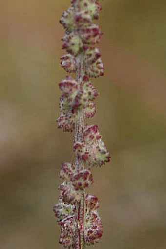 Atriplex littoralis