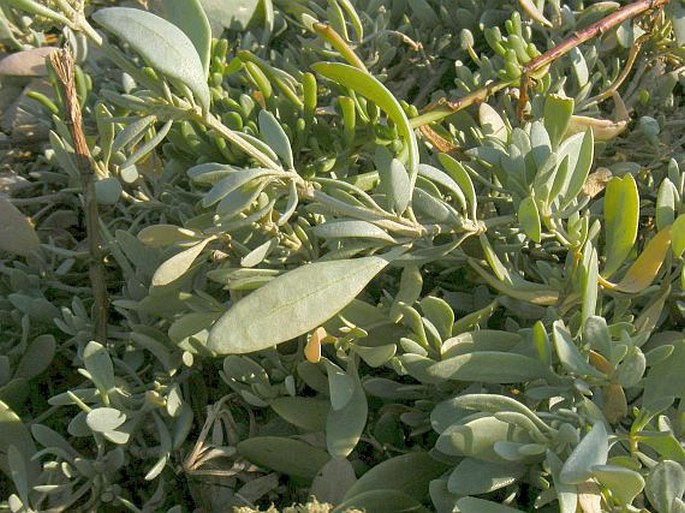 Atriplex portulacoides