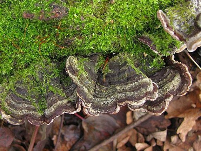 Auricularia mesenterica