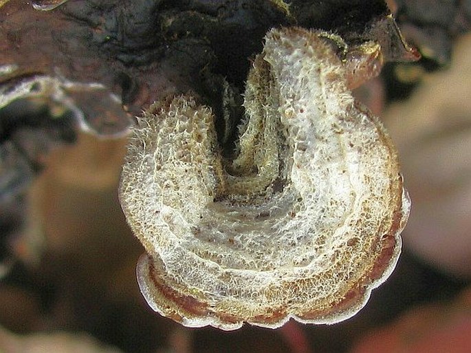 Auricularia mesenterica