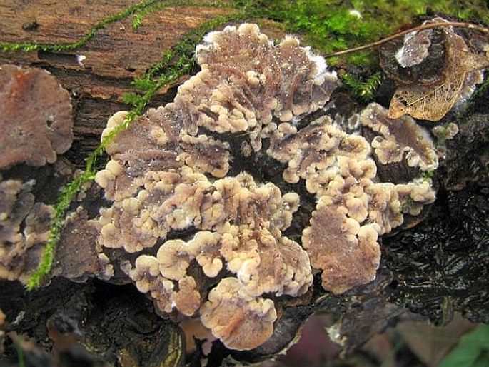 Auricularia mesenterica