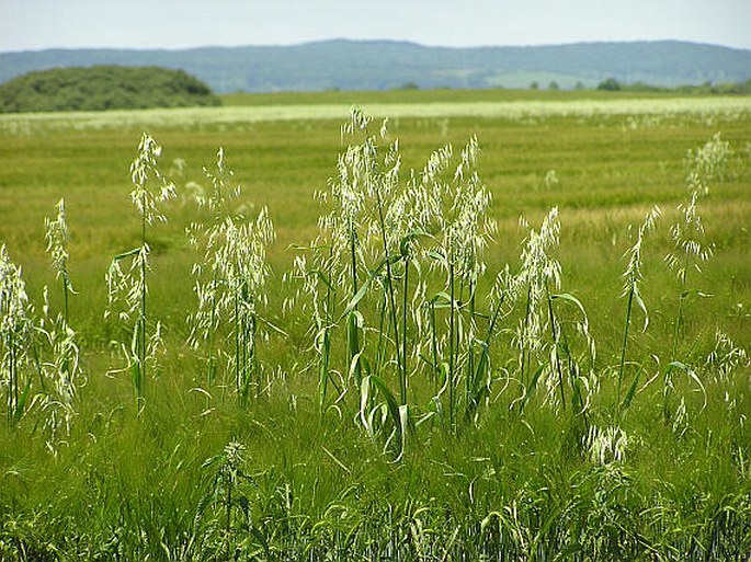 AVENA FATUA L. – oves hluchý / ovos hluchý