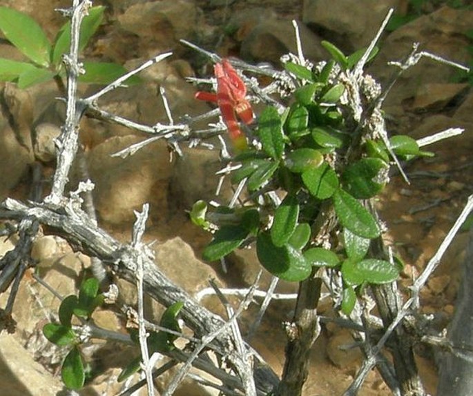 Ballochia atrovirgata