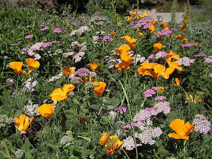 Santa Barbara Botanic Garden