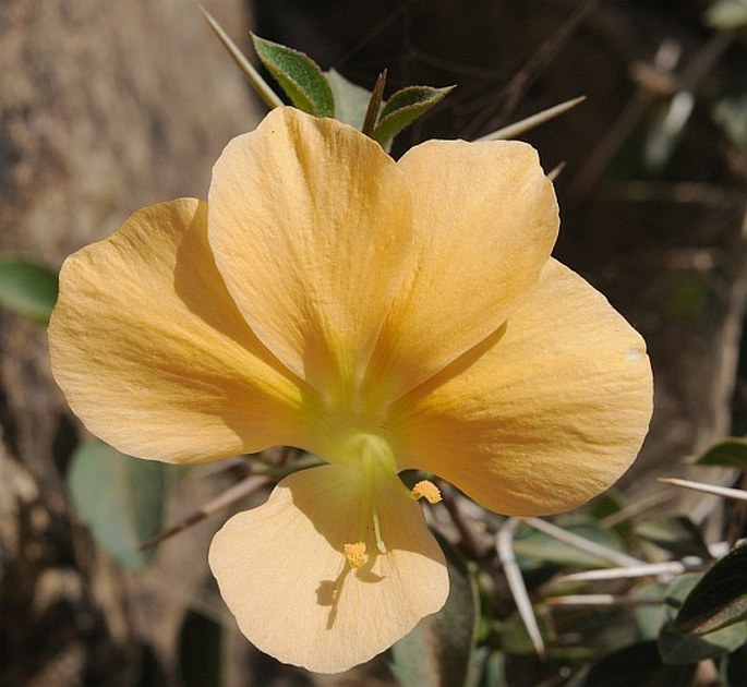 BARLERIA PRIONITIS subsp. APPRESSA (Forssk.) Brummit et J. R. I. Wood