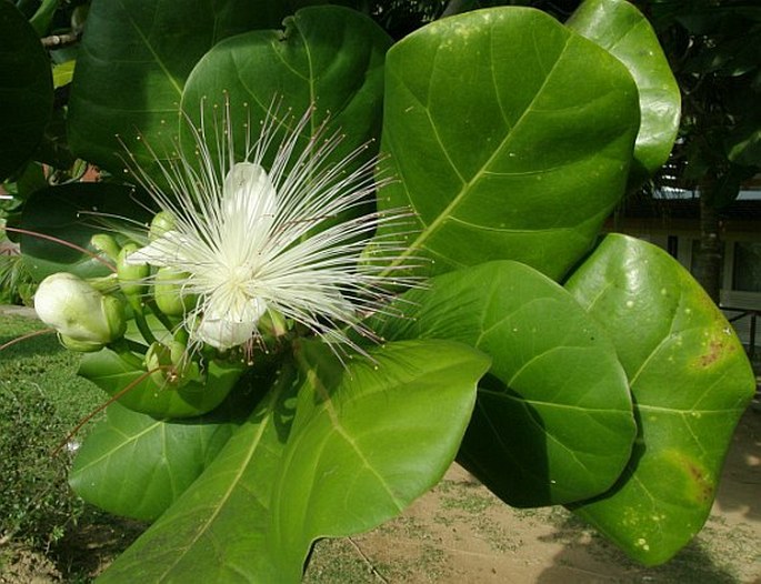 Barringtonia asiatica