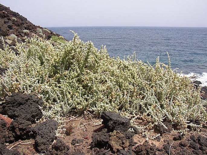 CHENOLEOIDES TOMENTOSA (Lowe) Botsch.