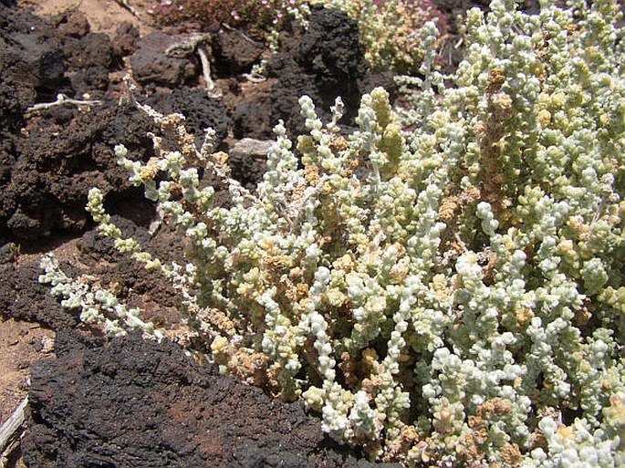 Chenoleoides tomentosa