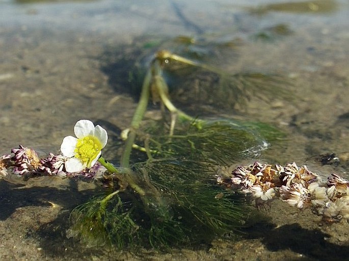 Ranunculus trichophyllus