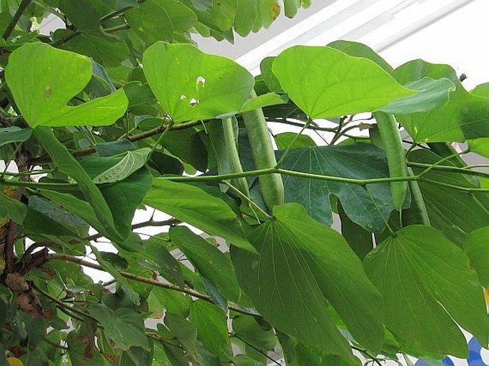 Bauhinia monandra