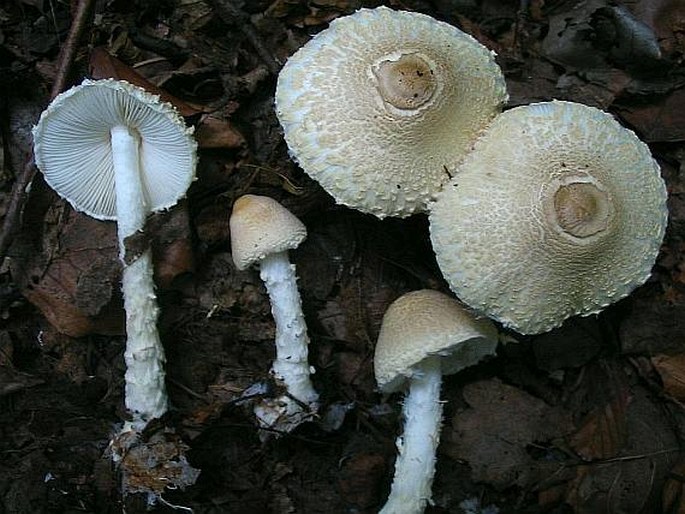 Lepiota clypeolaria