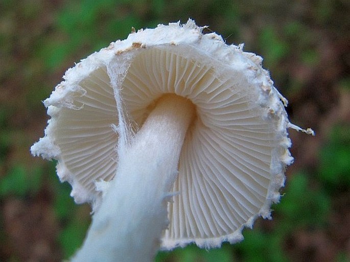 Lepiota clypeolaria