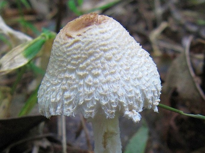 Lepiota clypeolaria