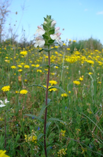 Bartsia trixago