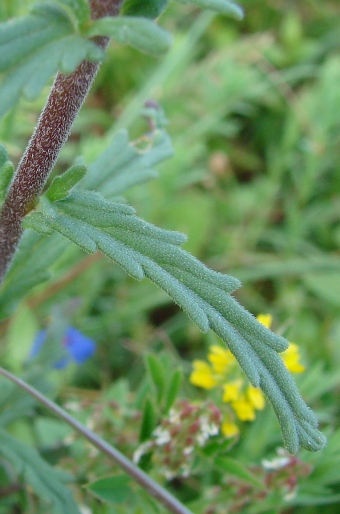 Bartsia trixago