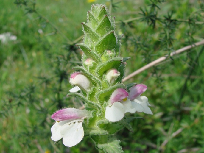 BARTSIA TRIXAGO L. – lepnice / bartsia