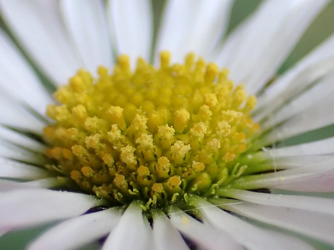 Bellis perennis