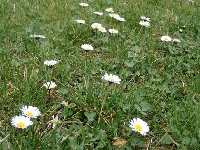 Bellis perennis