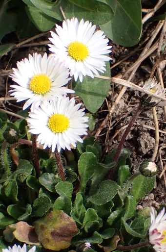 Bellis perennis