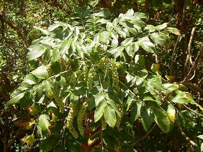 BENCOMIA CAUDATA (Ait.) Webb et Berthel.