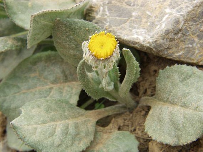 BERARDIA LANUGINOSA (Lam.) Fiori et Paol. - berardie krátkolodyžná