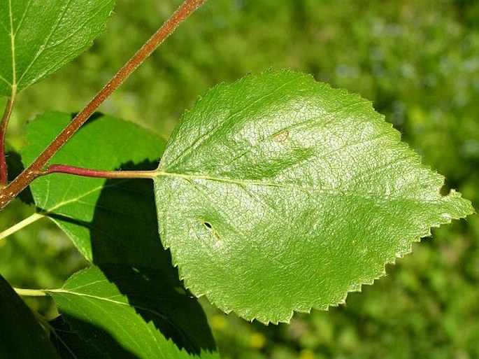Betula pubescens