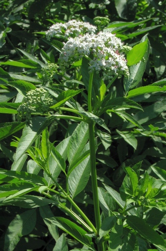 Sambucus ebulus