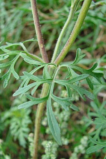 Bidens ferulifolia