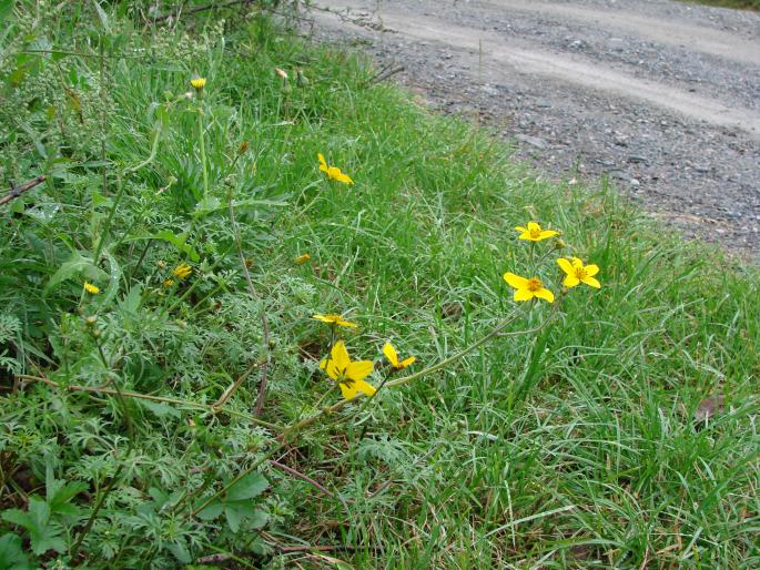 Bidens ferulifolia