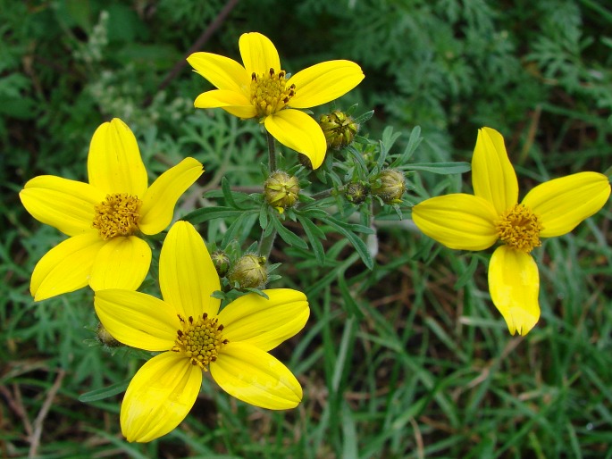 Bidens ferulifolia