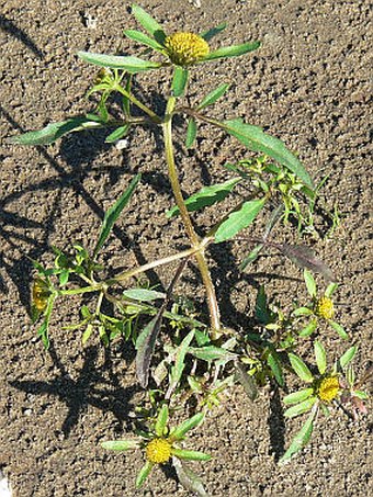 Bidens radiata