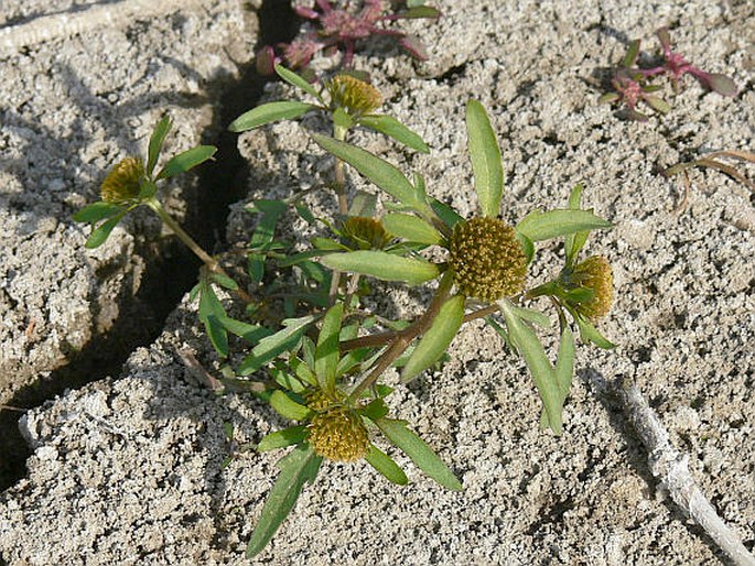 Bidens radiata