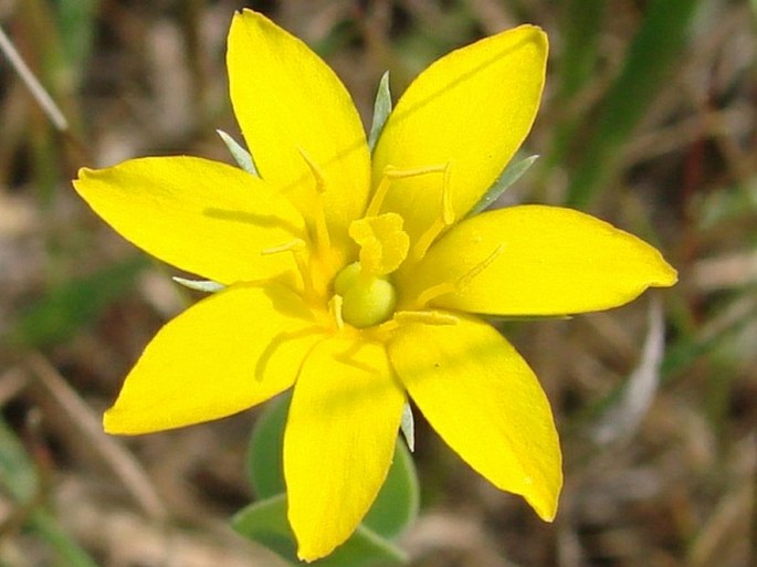 BLACKSTONIA PERFOLIATA (L.) Hudson - žlutnice prorostlá / žltavka prerastená