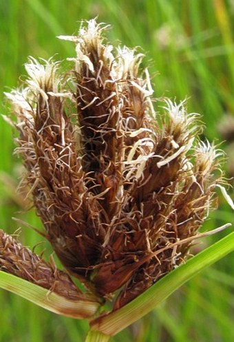 Bolboschoenus maritimus