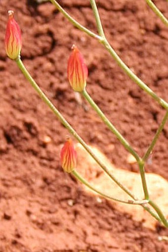 Bongardia chrysogonum