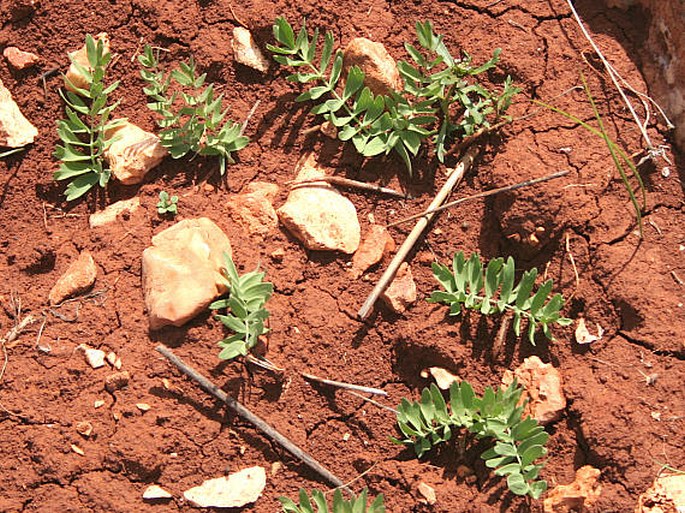 Bongardia chrysogonum