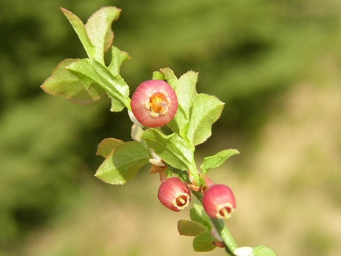 Vaccinium myrtillus