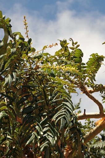 Boswellia elongata