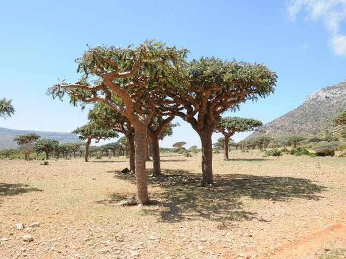 Boswellia elongata