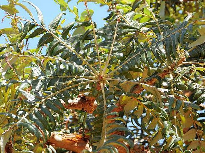 Boswellia elongata