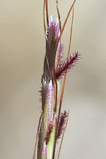 Bothriochloa ischaemum