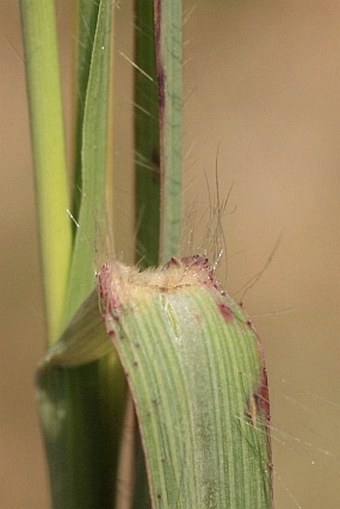 Bothriochloa ischaemum