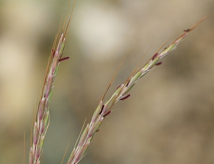 BOTHRIOCHLOA ISCHAEMUM (L.) Keng – vousatka prstnatá / fúzatka prstnatá